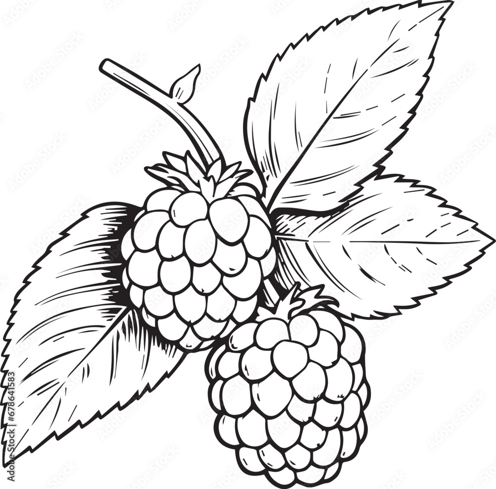 Vector raspberry berry fruit food. black and white engraved ink art. isolated fruit illustration element on white background. Vector raspberry berry fruit food. black and white engraved ink art. isolated fruit illustration element on white background.
