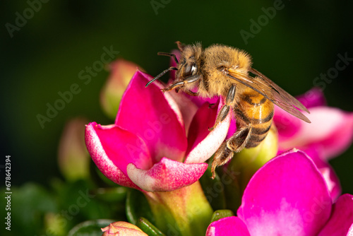 Bee, beautiful and small bee seen through macro lens in detail, selective focus. © Milton Buzon
