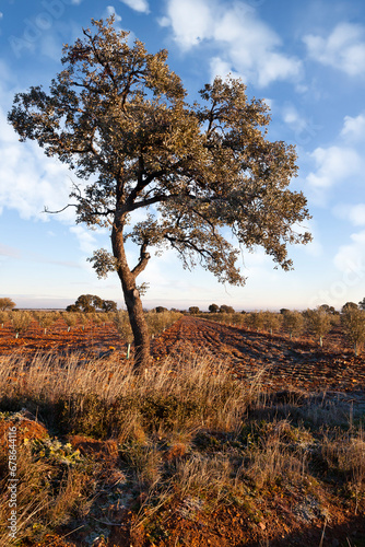 Encinas en Navahermosa photo