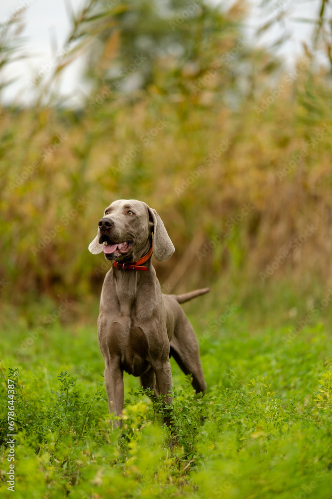 Weimaraner on the hunt. Breeding hunting dogs. Weimaraner on the hunt. Breeding hunting dogs.