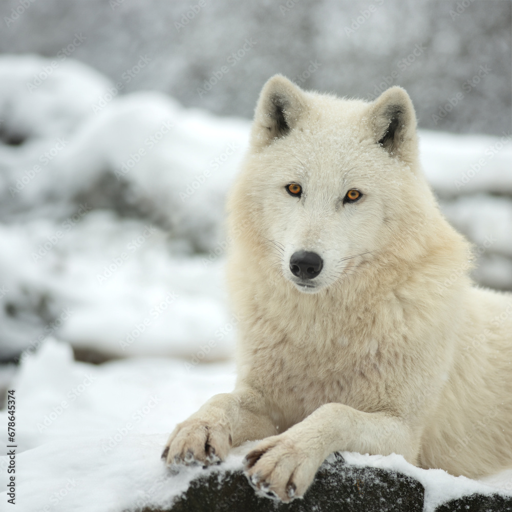 polar wolf sitting against the backdrop of a snowy forest polar wolf sitting against the backdrop of a snowy forest