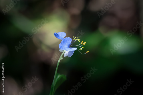 Selective focus, blue flowers with small yellow stamens, look beautiful, flowers deep in the forest in Thailand.