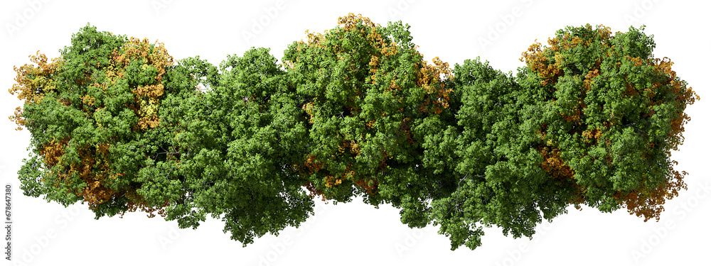 From above view woods trees greenery and yellowed leafs isolated transparent backgrounds 3d render - obrazy, fototapety, plakaty 