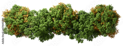 From above view woods trees greenery and yellowed leafs isolated transparent backgrounds 3d render photo