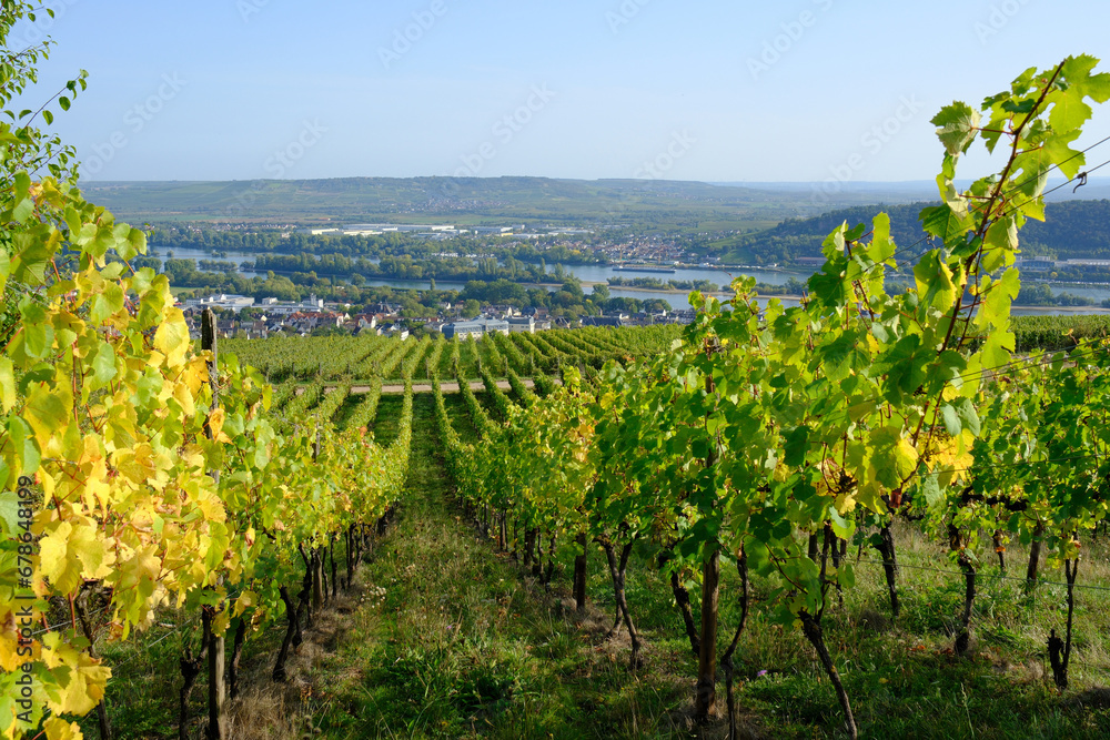 Weinwanderung im Weinberg_Rüdesheim am Rhein
