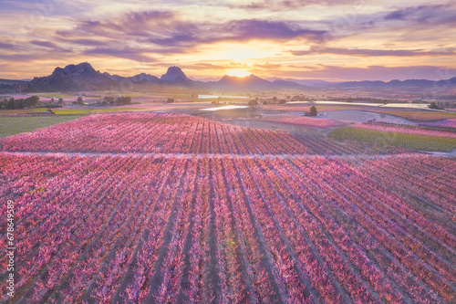 Aerial view of fields with blossoming peach trees, plum and nectarine trees fruit, mountain range in the background at sunset. View of fruit trees in blossom at springtime with pink flowers, Spain photo