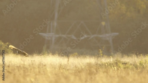 A short eared owl flying and hunting in beautiful evening light in a field in the UK photo