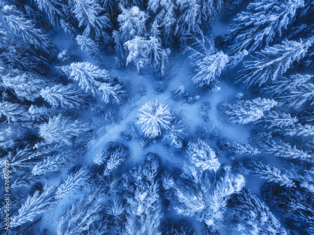 Aerial view of beautiful pine trees in snow in beautiful winter in blue hour. Top view from drone of snowy forest at dusk. Colorful landscape with trees in hoar. Snowfall in woods. Wintry woodland