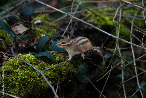 an invasive siberean chipmunk in a belgian forest photo