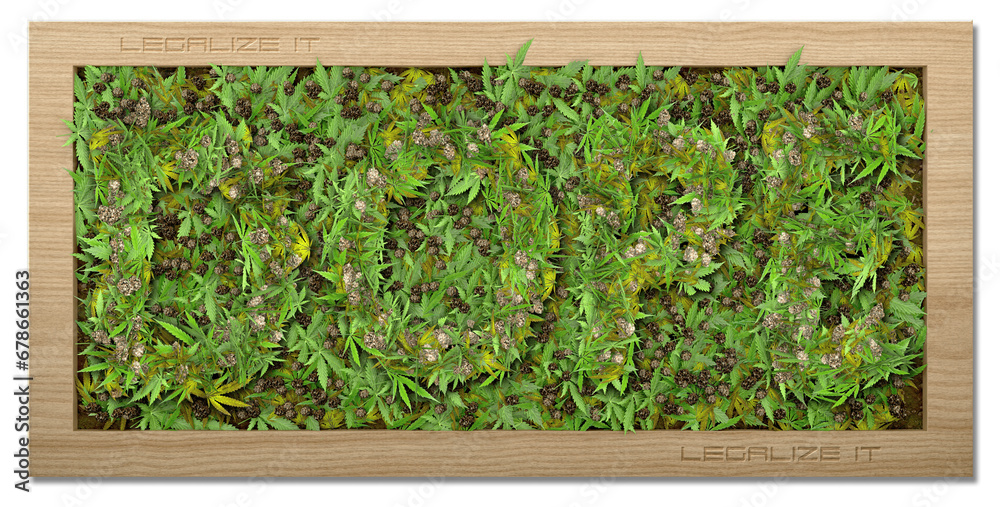 picture frame with marijuana leaves and buds hidden word dope 3d render picture frame with marijuana leaves and buds hidden word dope 3d render