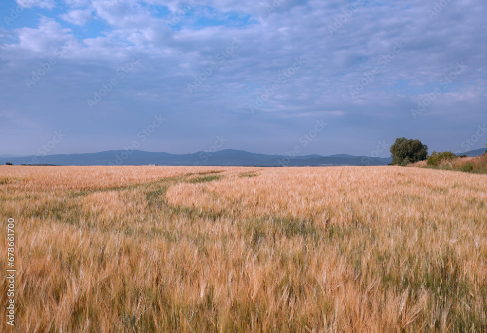 Obraz premium A field of barley ready for harvest.