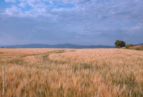 A field of barley ready for harvest.