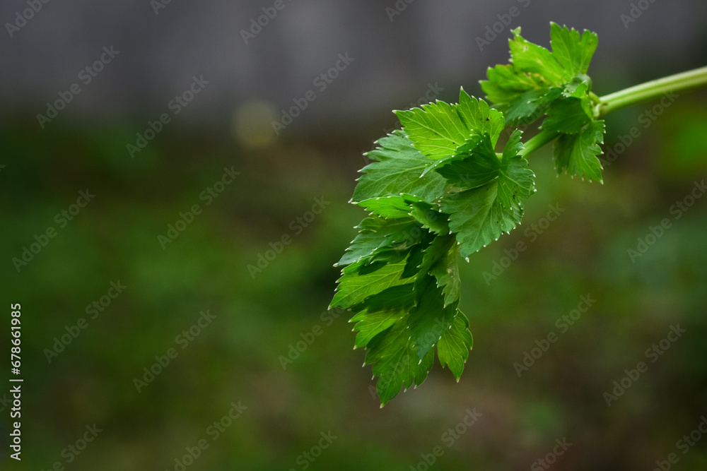 Fresh green celery leaves kitchen ingredient, cooking fragrance Fresh green celery leaves kitchen ingredient, cooking fragrance