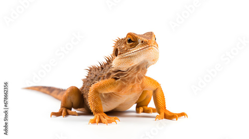 Central Bearded Dragon Isolated on White Background