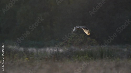 A short eared owl flying and hunting in beautiful evening light in a field in the UK