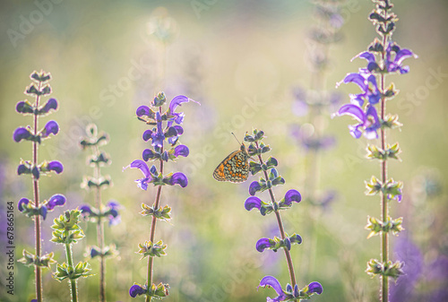 Heath Fritillary on Meadow Clary