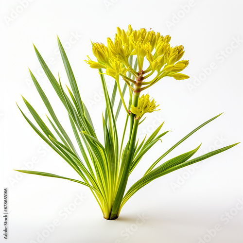 Citronella flower and plant in a white background in different angels created with Generative Ai