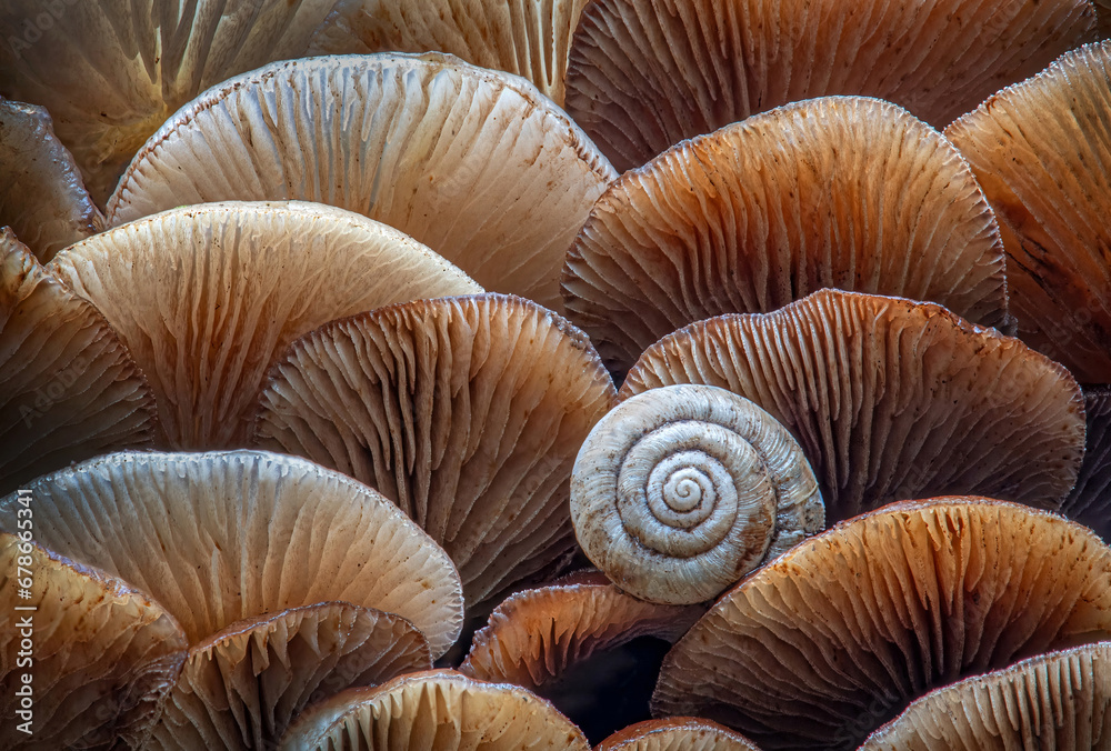 Crepidotus Fungi with Snail Crepidotus Fungi with Snail