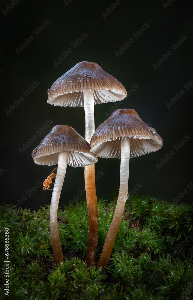 Fototapeta premium Mycena fungi with fly
