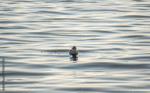 Seagull swimming on lake, waves lake
