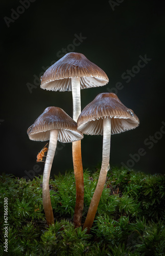 Mycena fungi with fly