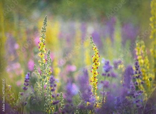 Yellow and purple flowers