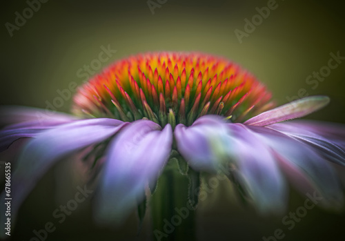Echinacea flower close-up