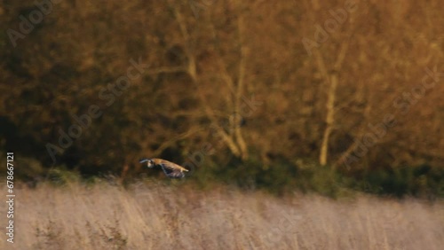 A short eared owl flying and hunting in beautiful evening light in a field in the UK