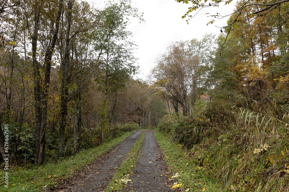 Fototapeta premium path in the woods