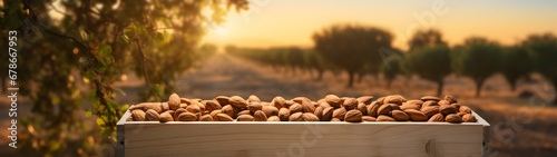 Almond nuts harvested in a wooden box in a plantation with sunset. Natural organic fruit abundance. Agriculture, healthy and natural food concept. Horizontal composition, banner. photo