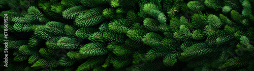 Fir branches green needle abstract background Christmas texture. Horizontal composition  banner.