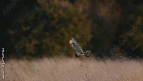 A short eared owl flying and hunting in beautiful evening light in a field in the UK