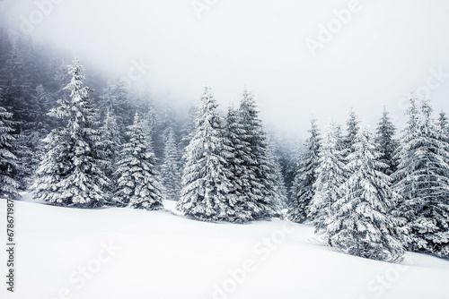 snow covered fir trees magical Christmas background © Melinda Nagy