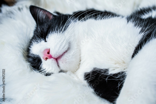 cute little cat sleeping on fluffy white hygge concept