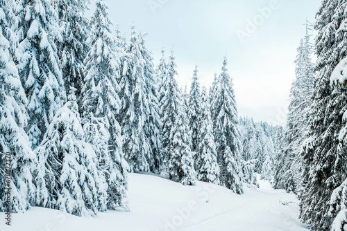 amazing winter landscape with snowy fir trees