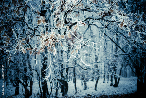 frost covered trees in winter