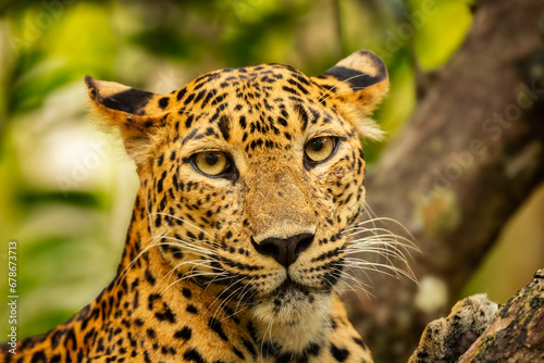 Cute Sri Lankan leopard photo