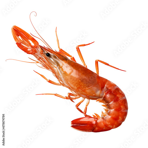 shrimp on white background