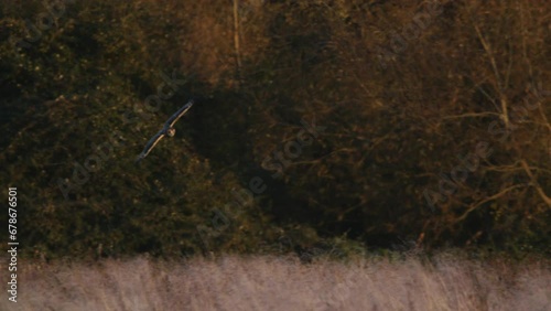 A short eared owl flying and hunting in beautiful evening light in a field in the UK