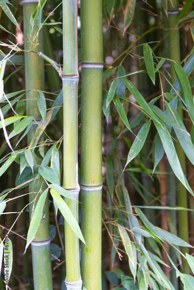 Obraz premium bamboo stalks. Green bamboo plants close-up