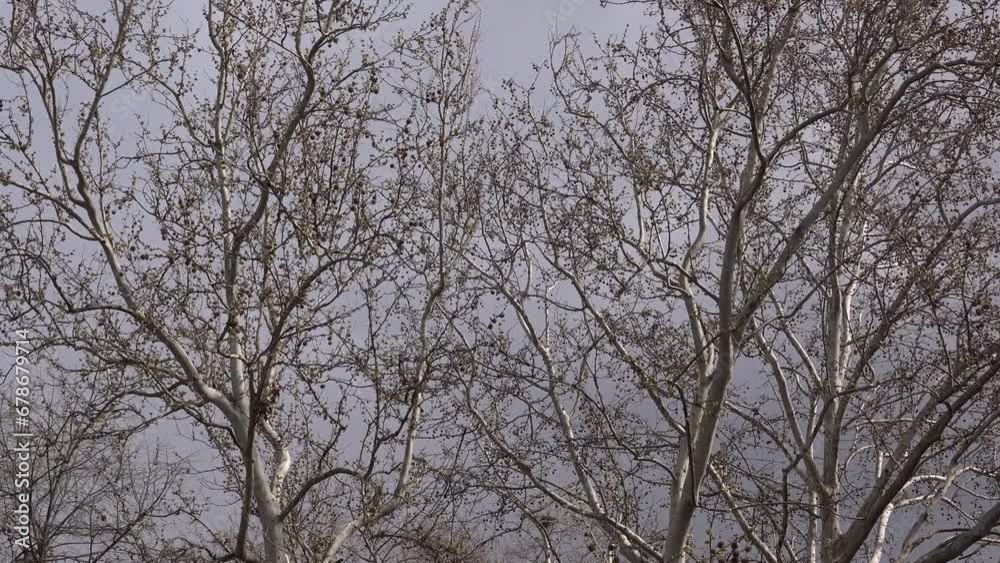 Bare treetop branches swaying in strong wind during stormy weather Bare treetop branches swaying in strong wind during stormy weather