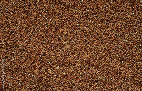 Background texture of a large pile of buckwheat. Many buckwheat grains close-up in daylight