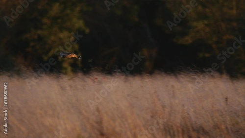 A short eared owl flying and hunting in beautiful evening light in a field in the UK