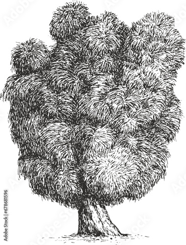 Willow tree in hand drawn sketch style. Beautiful nature plant element. Vintage art vector illustration.