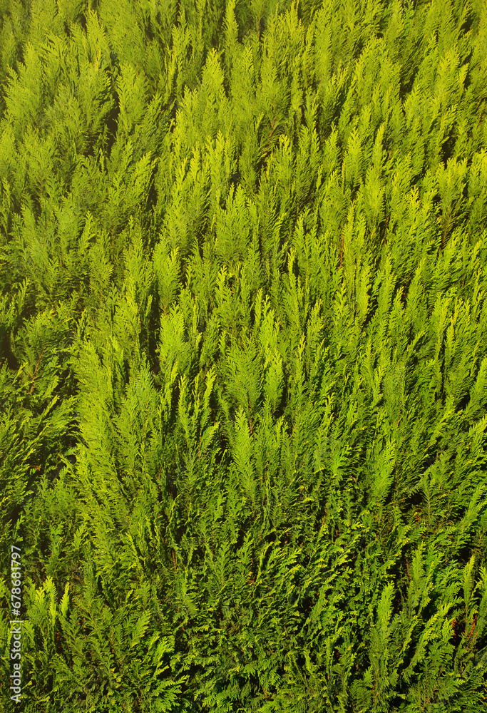 The texture of many branches of green coniferous tree in daylight
