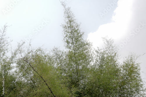 Trees with a blue sky