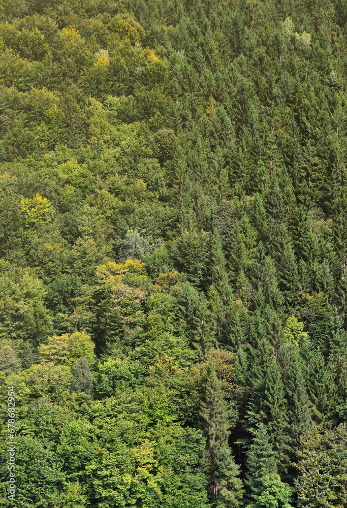 Texture of a mountain forest with many green trees. View from high Texture of a mountain forest with many green trees. View from high