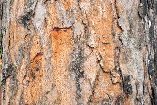 Closeup view of a wooden tree trunk