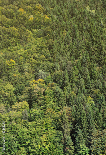 Texture of a mountain forest with many green trees. View from high © mehaniq41
