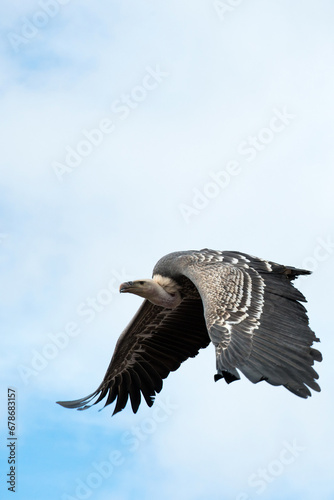 Flying big vulture  going to left